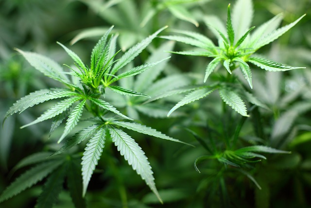 Unzulässige Richtervorlagen zum strafbewehrten Cannabisverbot